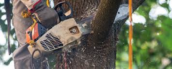 Best Tree Maintenance Programs  in Loveland, OH