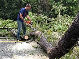 Best Utility Line Clearance  in Loveland, OH