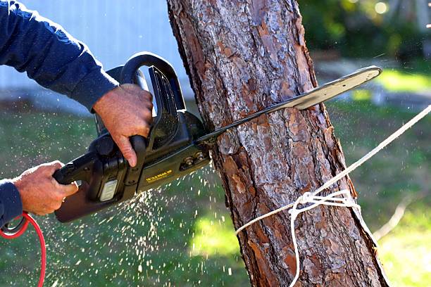 Best Tree Trimming and Pruning  in Loveland, OH